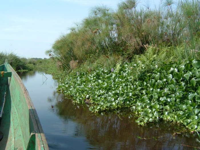 Water Hyacinth